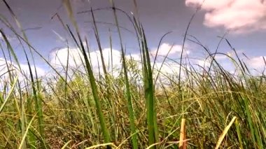 Floridanın Everglades 'indeki Sawgrass.