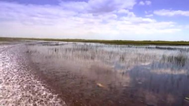 FLORIDA 'DA Everglades' te heyecanlı bir tekne gezisi
