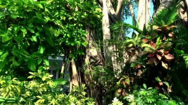 Key West şaşırtıcı Banyan ağaçları