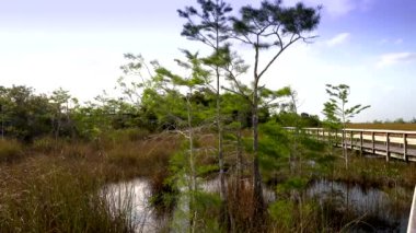 Everglades Ulusal Parkı 'nın güzel doğası