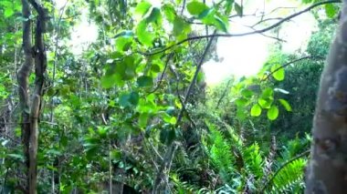 Vahşi doğada şaşırtıcı: Everglades Florida - orman gibi