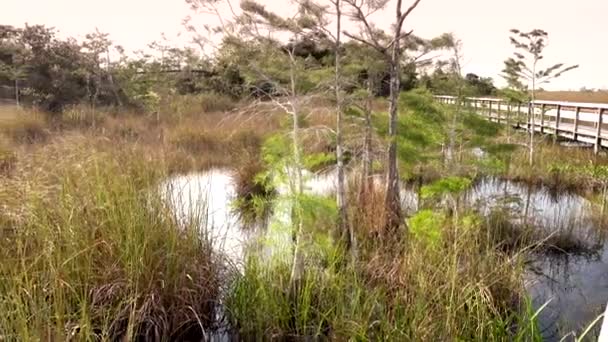 Krásná příroda národního parku Everglades — Stock video