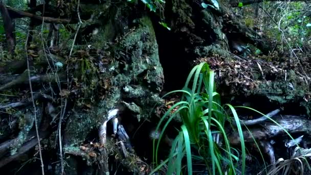 Καταπληκτική άγρια φύση στα Everglades στη Φλόριντα - ζούγκλα σαν — Αρχείο Βίντεο