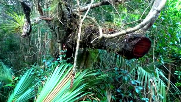 Úžasné divoké přírody v Everglades na Floridě - džungle jako — Stock video