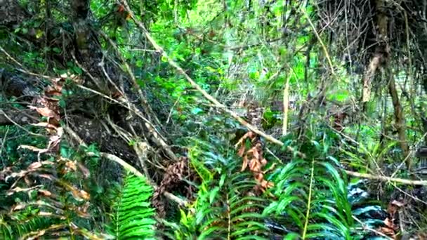 Amazing wild nature in the Everglades in Florida - jungle like — Stock Video