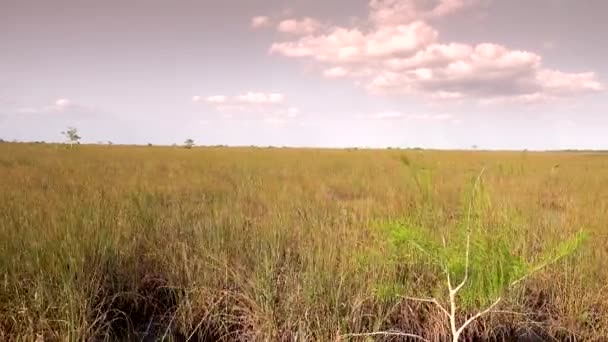 A bela natureza do Parque Nacional Everglades — Vídeo de Stock