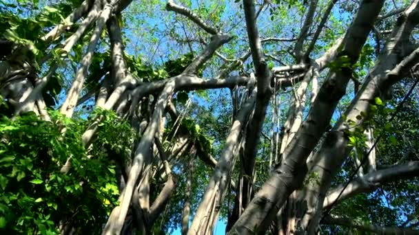 Incredibili alberi di Banyan a Key West — Video Stock