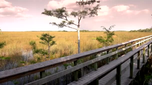 Güney Floridanın Everglades 'inde inanılmaz bir manzara. — Stok video