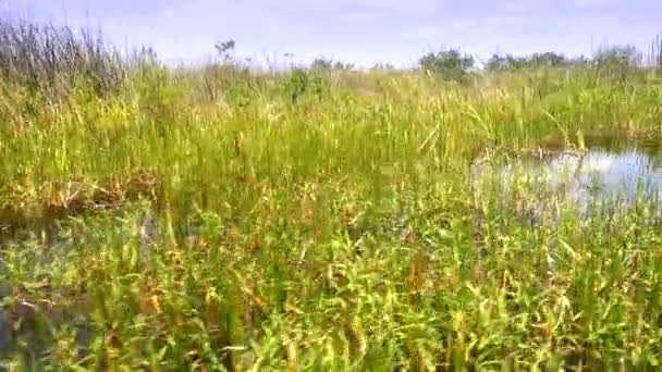 Sawgrass végétation dans les Everglades sauvages de Floride 
