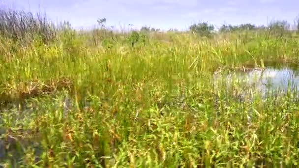 Vegetação de erva-serra nos Everglades selvagens da Flórida — Vídeo de Stock