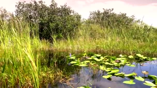 Дивовижна природа Еверґлейдсу у ФЛОРІДІ — стокове відео