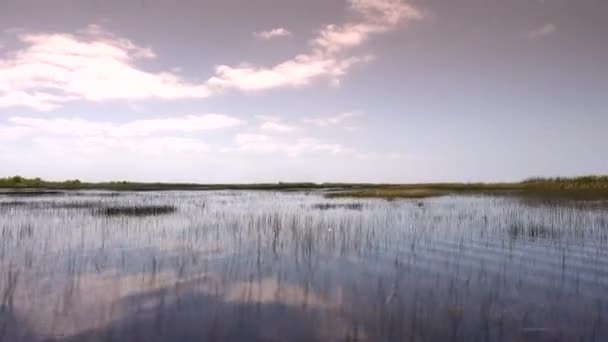 Increíble y emocionante paseo a través de los Everglades Floridas — Vídeo de stock