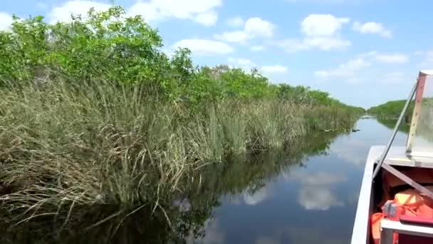 Passeio de barco incrível através dos Everglades do sul da Flórida — Vídeo de Stock