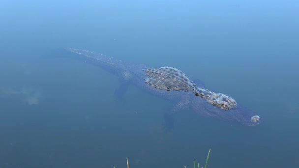 Alligator simmar genom Everglades — Stockvideo