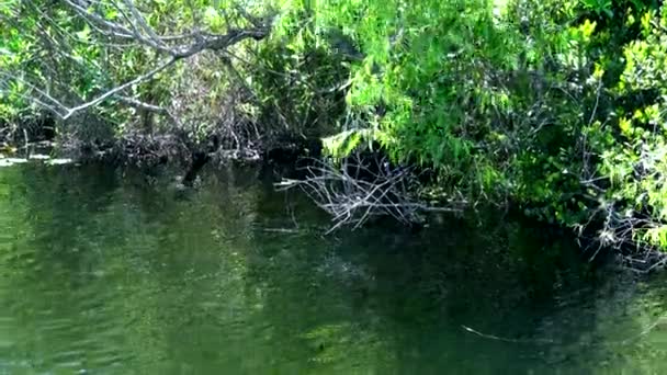 Beaux paysages dans le parc national des Everglades en Floride 
