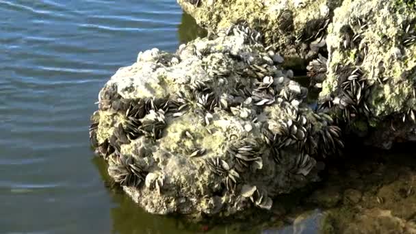 Una roca llena de conchas en el sur de Florida — Vídeo de stock