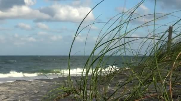 Plage de sable avec de l'herbe à scier dans les Caraïbes — Video