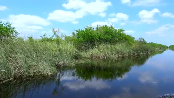 Increíble paseo en lancha a través de los Everglades del sur de Florida — Vídeo de stock