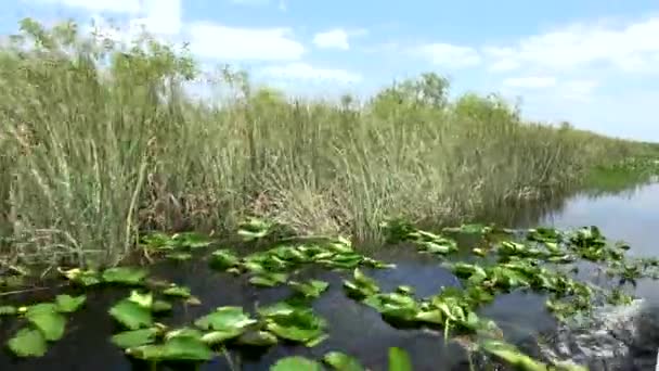 De wilde vegetatie van de Everglades in Zuid-FLORIDA — Stockvideo