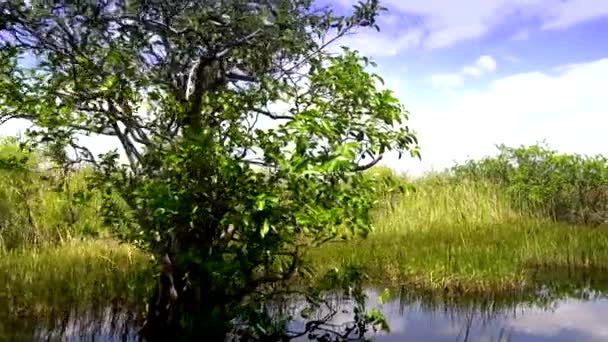 La increíble naturaleza de los Everglades en Florida — Vídeos de Stock