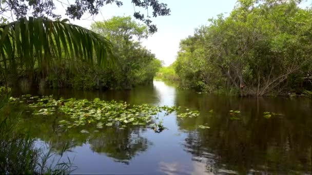 Floridanın ünlü Everglades 'i — Stok video