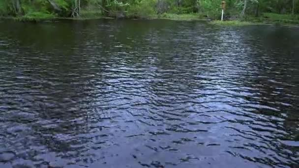 ルイジアナ州の沼地の間を泳ぐワニ — ストック動画