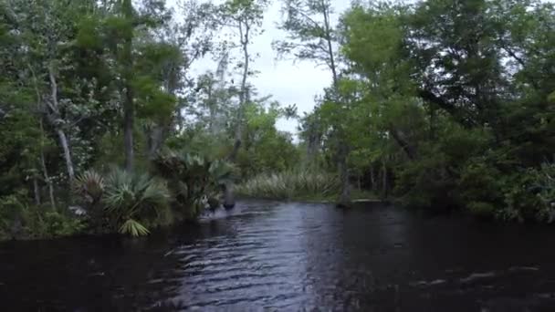 在路易斯安那州的沼泽的典型植被 — 图库视频影像