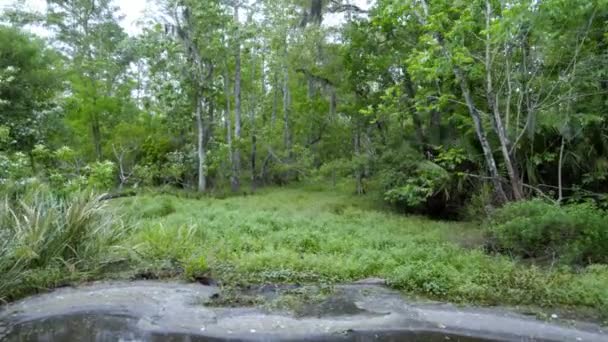 Bataklık Louisiana - vahşi doğa içinde — Stok video