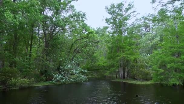 De moerassen in Louisiana in de buurt van New Orleans — Stockvideo