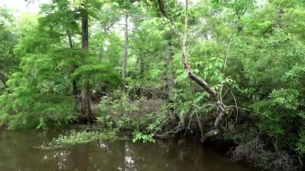 Úžasná příroda v bažinách poblíž New Orleans — Stock video