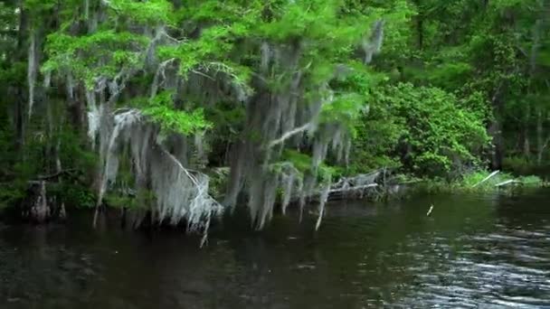 New Orleans yakınlarında Louisiana bataklıklarında — Stok video