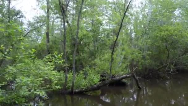 Typische vegetation des sumpfes in louisiana — Stockvideo