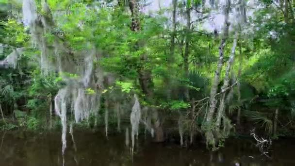 船行通过路易斯安那州的沼泽 — 图库视频影像