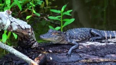 Louisiana bataklığında yavru timsah.