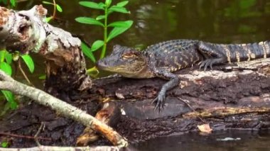 Louisiana bataklığında yavru timsah.