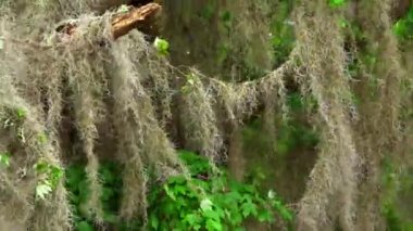 Louisiana bataklıklarında vahşi bitki örtüsü