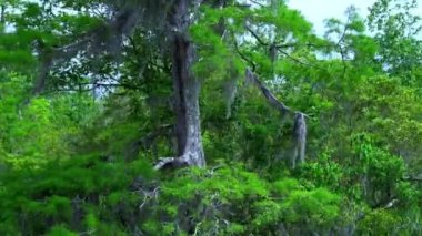 Louisiana bataklıklarında vahşi bitki örtüsü