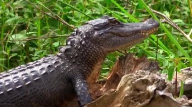 Louisiana bataklığında vahşi bir timsah