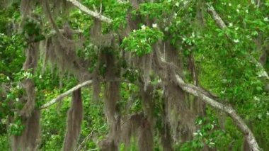 Louisiana bataklıklarında etkileyici bir doğa.