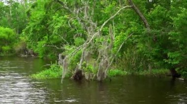 Louisiana bataklıklarında etkileyici bir doğa.