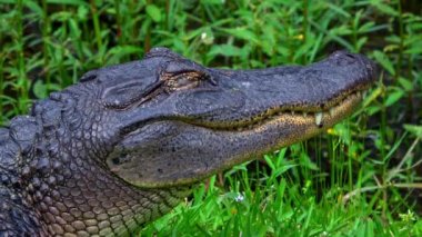 Louisiana bataklıklarında büyük timsah