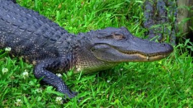 Cajun bölgesinin bataklık bölgelerinde vahşi timsah.