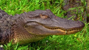 Cajun bölgesinin bataklık bölgelerinde vahşi timsah.