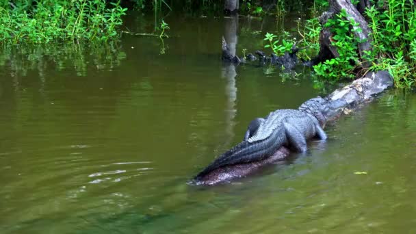 Cocodrilo acostado en los pantanos — Vídeos de Stock