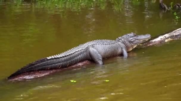 Aligator leży na bagnach. — Wideo stockowe