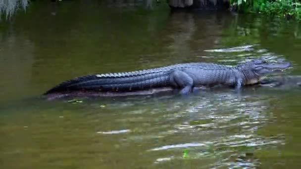 沼泽地的野性-短吻鳄 — 图库视频影像