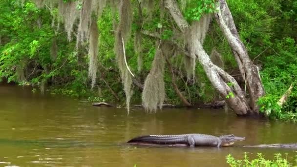 Los pantanos de Louisiana — Vídeo de stock