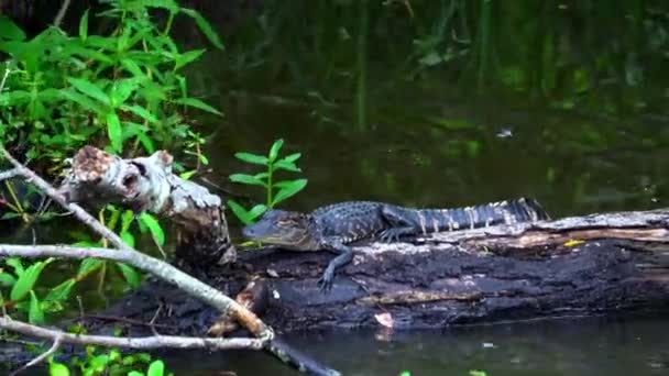 Babyalligator i träsket i Louisiana — Stockvideo