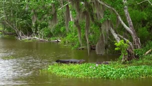 Vild vegetation i Louisianas träsk — Stockvideo