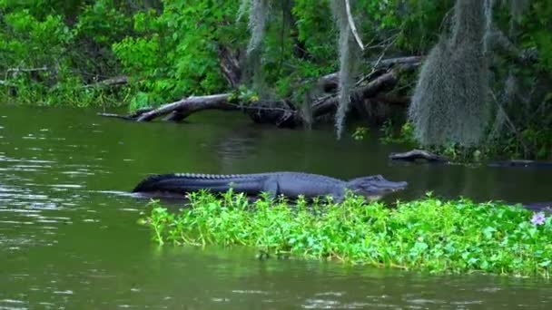 Wilde Vegetation in den Sümpfen Louisianas — Stockvideo